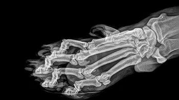 Bagian kaki harimau. (Foto: Oregon Zoo)