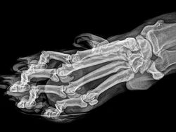 Beginilah Penampakan Hewan Saat di Sinar X