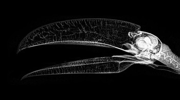 Bagian paruh dari burung toco toucan. (Foto: Oregon Zoo)