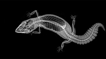 Hewan melata gecko yang sejenis dengan tokek. (Foto: Oregon Zoo)