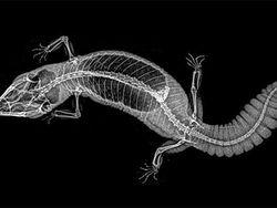 Beginilah Penampakan Hewan Saat di Sinar X