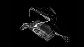 Penampakan kelalawar yang sedang terbang. (Foto: Oregon Zoo)