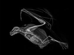 Beginilah Penampakan Hewan Saat di Sinar X