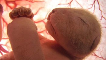 Bayi singa. (Foto: National Geographic)