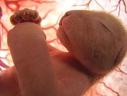 Terpesona Dengan Potret Hewan Dalam Rahim Sebelum Lahir