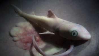 Bayi ikan Hiu. (Foto: National Geographic)