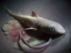 Terpesona Dengan Potret Hewan Dalam Rahim Sebelum Lahir