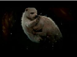 Terpesona Dengan Potret Hewan Dalam Rahim Sebelum Lahir