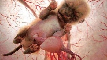 Bayi Anjing Chihuahua (Foto: National Geographic)