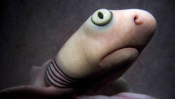 Untuk mendapatkan foto-foto ini, mereka menggunakan kamera kecil yang disambungkan dengan sistem pemindaian 4D-ultrasounds. Foto bayi hiu. (Foto: National Geographic)