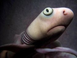 Terpesona Dengan Potret Hewan Dalam Rahim Sebelum Lahir