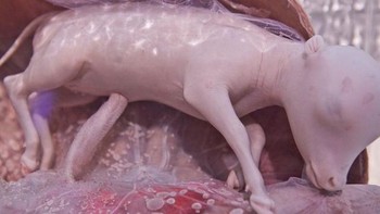 Hasilnya pun tampak luar biasa. Bayi sapi.(Foto: National Geographic)