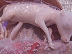 Terpesona Dengan Potret Hewan Dalam Rahim Sebelum Lahir