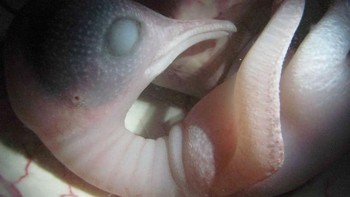 Beginilah wujud mereka yang sudah berkembang di dalam rahim beberapa minggu sebelum dilahirkan. Bayi Pinguin. (Foto: National Geographic)