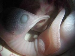 Terpesona Dengan Potret Hewan Dalam Rahim Sebelum Lahir