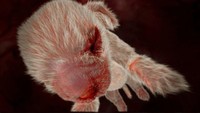 fotoinet penampakan hewan dalam rahim