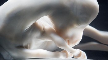 Bayi kuda. (Foto: National Geographic)