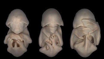 Bayi Kelelawar. (Foto: National Geographic)