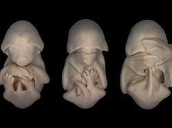 Terpesona Dengan Potret Hewan Dalam Rahim Sebelum Lahir