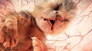 Bayi kucing. (Foto: National Geographic)