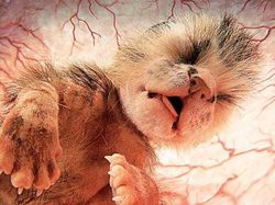 Terpesona Dengan Potret Hewan Dalam Rahim Sebelum Lahir