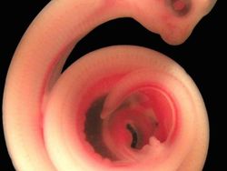 Terpesona Dengan Potret Hewan Dalam Rahim Sebelum Lahir