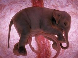 Terpesona Dengan Potret Hewan Dalam Rahim Sebelum Lahir