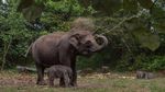 Kelahiran Bayi Gajah Sumatera di Riau