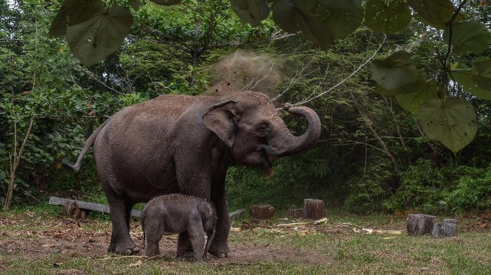 Bayi gajah sumatera (Elephas maximus sumatranus) bersama induknya di Taman Nasional Tesso Nilo Kabupaten Pelalawan, Riau, Jumat (3/12/2021). Bayi gajah sumatera berkelamin jantan tersebut lahir pada Kamis (2/12/2021) dari induk gajah sumatera betina bernama Ria. ANTARA FOTO/Yudhie/Lmo/rwa.