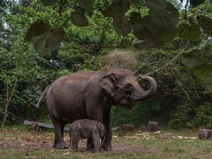Terancamnya Tempat Tinggal Para Gajah di Tesso Nilo