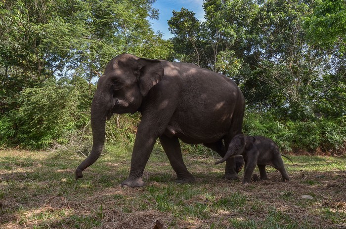 Bayi gajah sumatera (Elephas maximus sumatranus) bersama induknya di Taman Nasional Tesso Nilo Kabupaten Pelalawan, Riau, Jumat (3/12/2021). Bayi gajah sumatera berkelamin jantan tersebut lahir pada Kamis (2/12/2021) dari induk gajah sumatera betina bernama Ria. ANTARA FOTO/Yudhie/Lmo/rwa.
