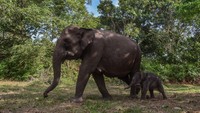 Habitat gajah tersebut berada di Taman Nasional Tesso Nilo Kabupaten Pelalawan, Riau.