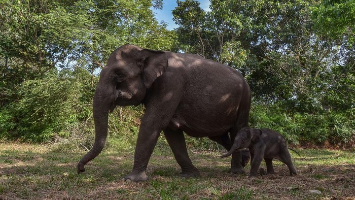 KELAHIRAN BAYI GAJAH SUMATERA DI RIAU Bayi gajah sumatera (Elephas maximus sumatranus) bareng induknya di Taman Nasional Tesso Nilo Kabupaten Pelalawan, Riau, Jumat (3/12/2021). Bayi gajah sumatera berkelamin jantan tersebut lahir pada Kamis (2/12/2021) dari induk gajah sumatera betina berjulukan Ria. ANTARA FOTO/Yudhie/Lmo/rwa.
