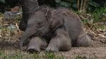 Kelahiran Bayi Gajah Sumatera di Riau