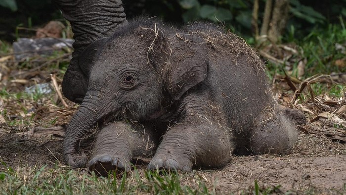 Bayi gajah sumatera (Elephas maximus sumatranus) bersama induknya di Taman Nasional Tesso Nilo Kabupaten Pelalawan, Riau, Jumat (3/12/2021). Bayi gajah sumatera berkelamin jantan tersebut lahir pada Kamis (2/12/2021) dari induk gajah sumatera betina bernama Ria. ANTARA FOTO/Yudhie/Lmo/rwa.