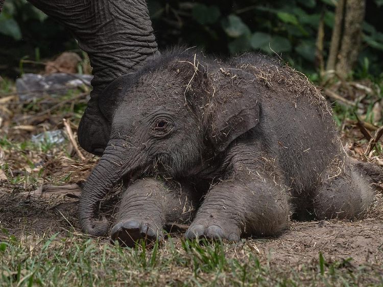 Kelahiran Bayi Gajah Sumatera di Riau