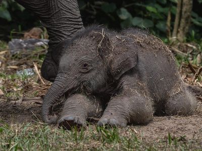 Kelahiran Bayi Gajah Sumatera di Riau