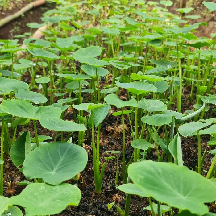 Keren! Petani Milenial Ini Tanam Talas Toimo untuk Ekspor ke Jepang
