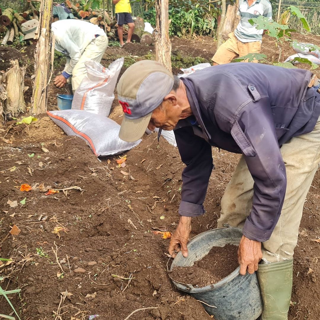 Keren! Petani Milenial Ini Tanam Talas Toimo untuk Ekspor ke Jepang