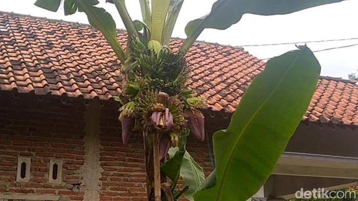 Lihat Lebih Dekat Pohon Pisang Bertandan-Berjantung 4 di Pekalongan Pohon pisang milik seorang warga Pekalongan membuat heboh. Pisang Ambon Putih ini mempunyai empat tandan dan juga empat jantung lho.