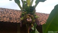 Warso mengaku, sebelumnya, pohon pisang dengan jenis yang sama, normal hingga sampai berbuah.