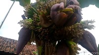 Terpisah, Haryanto Nugroho, selaku Plt Kepala Dinas Ketahanan Pangan dan Pertanian (KPP) Kabupaten Pekalongan, menjelaskan, pohon pisang bertandan dan berjantung empat tersebut, memang jarang dijumpai. Namun, pihaknya secara ilmiah itu bisa terjadi.