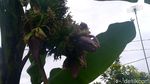 Lihat Lebih Dekat Pohon Pisang Bertandan-Berjantung 4 di Pekalongan