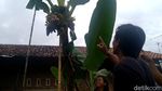 Lihat Lebih Dekat Pohon Pisang Bertandan-Berjantung 4 di Pekalongan