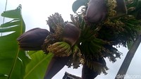 Pohon pisang milik Warso (38) warga Dusun Keramean, Desa Kutorejo, Kecamatan Kajen ini, membuat heboh warga setempat.