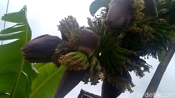 Pohon pisang milik seorang warga Pekalongan membuat heboh. Pisang Ambon Putih ini mempunyai empat tandan dan juga empat jantung lho.
