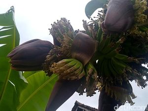 Lihat Lebih Dekat Pohon Pisang Bertandan-Berjantung 4 di Pekalongan