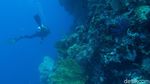 Menyelami Keindahan Bawah Laut Wakatobi