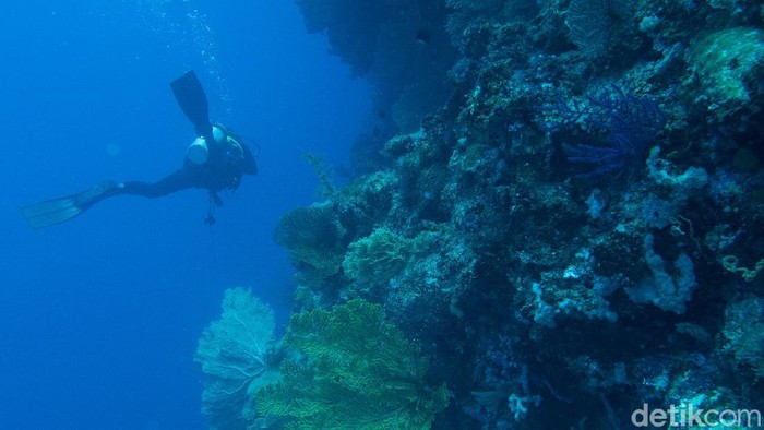 Wisatawan melalukan aktivitas menyelam di Sombu Jetty, Pulau Wangi Wangi, Wakatobi, Sulawesi Tenggara.