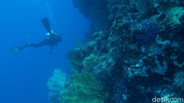 Wakatobi menjadi salah satu destinasi wisata menyelam yang populer di Indonesia, karena menyajikan keindahan bawah laut yang spektakuler.   